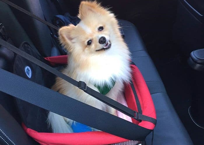 Como Transportar o Pet de Maneira Correta?