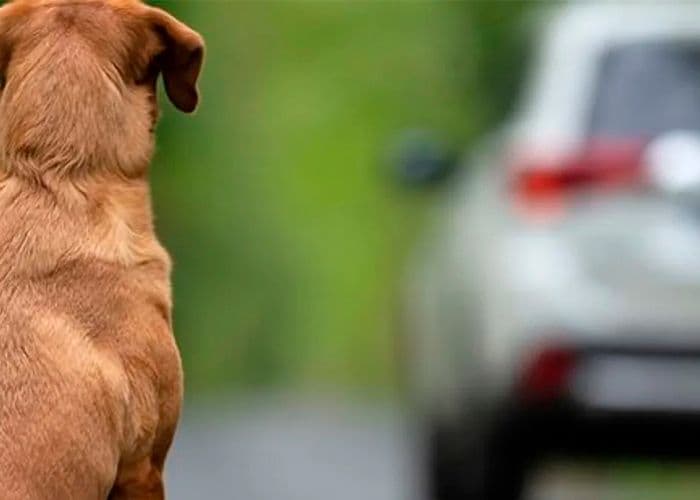 Você Sabia? Abandono de Animais com Veículos Pode Suspender CNH